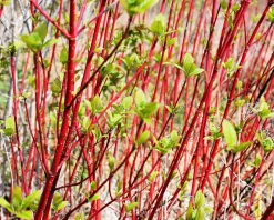 Cornus alba 'Sibirica'