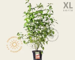 Cornus alba 'Sibirica' - XL