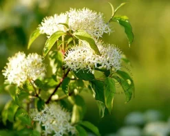 Cornus alternifolia - XL