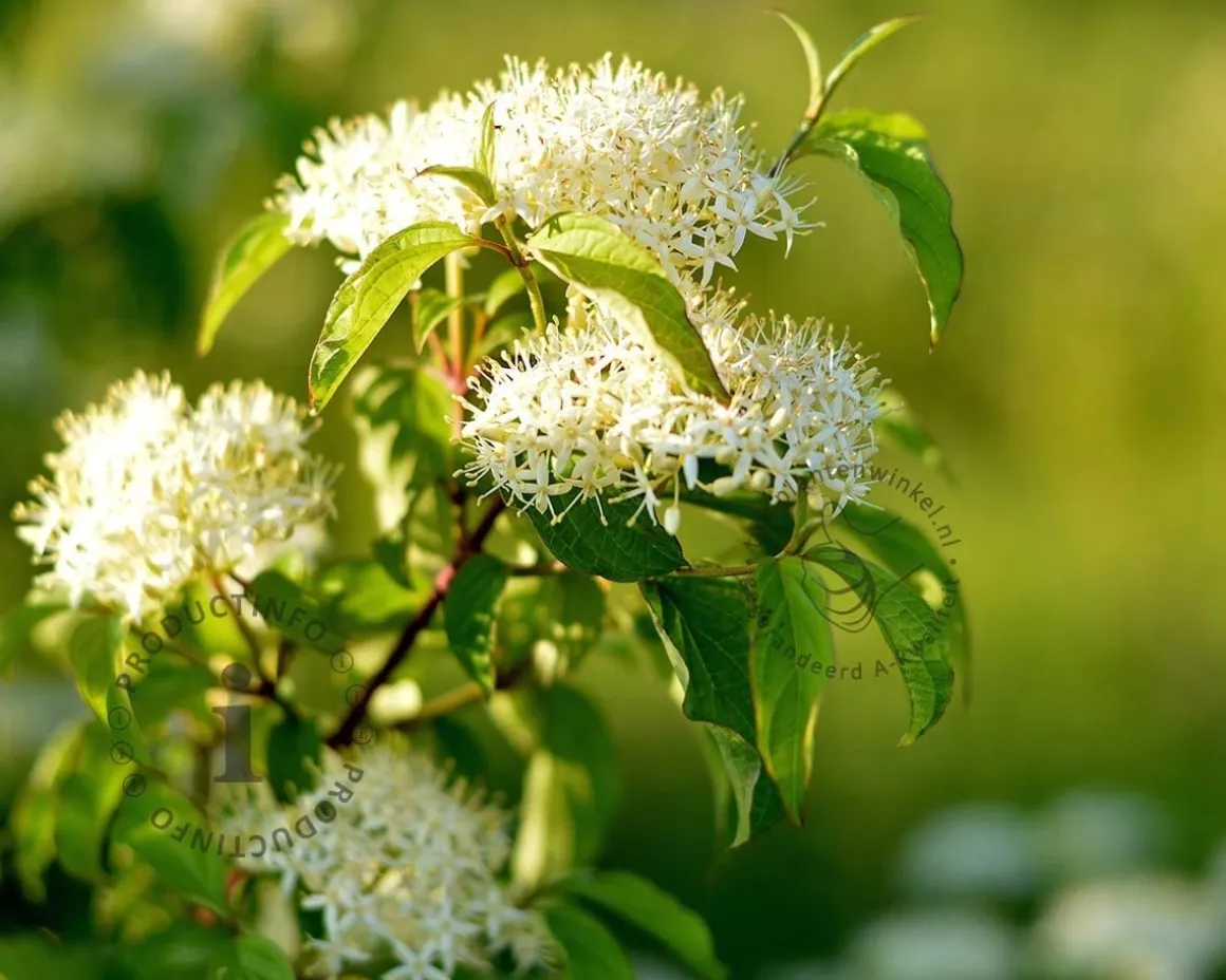 Cornus alternifolia - XL