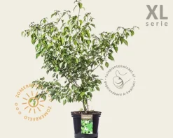 Cornus alternifolia - XL