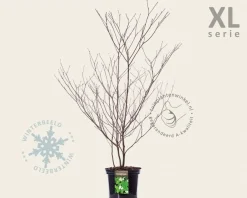 Cornus alternifolia - XL