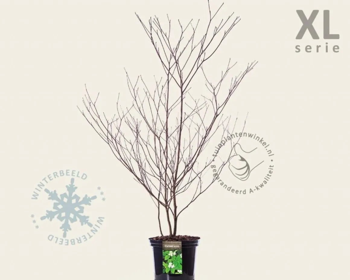 Cornus alternifolia - XL