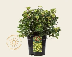 Cornus canadensis