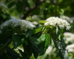Cornus controversa