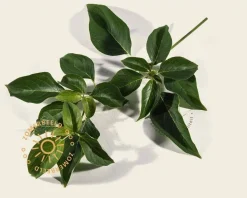 Cornus controversa