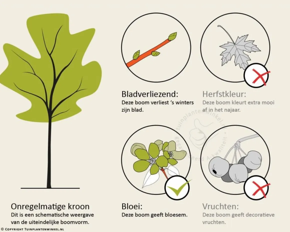 Cornus controversa