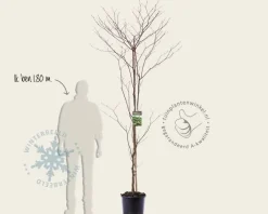 Cornus controversa