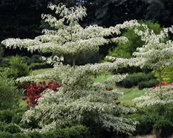 Cornus controversa 'Variegata' - XL