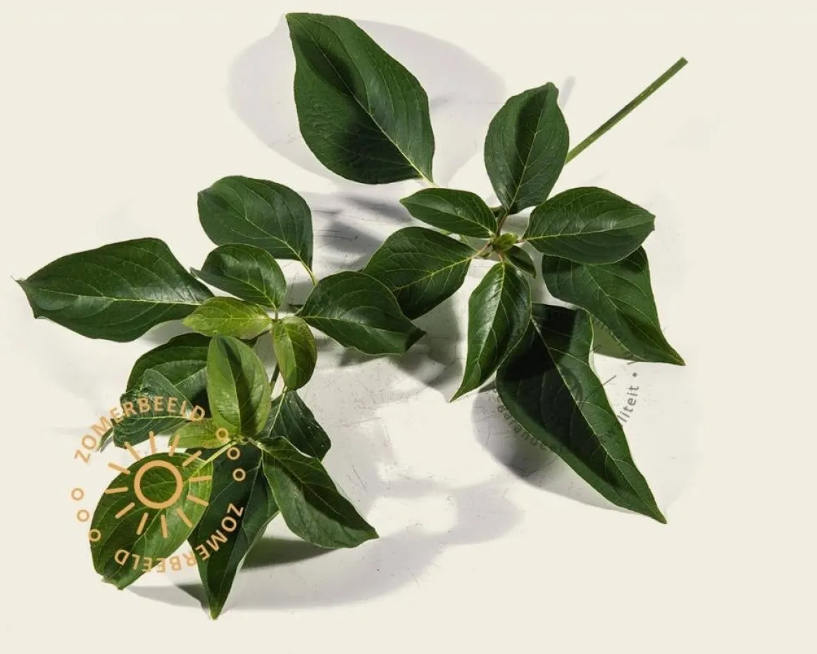 Cornus controversa - XL+