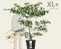 Cornus controversa - XL+