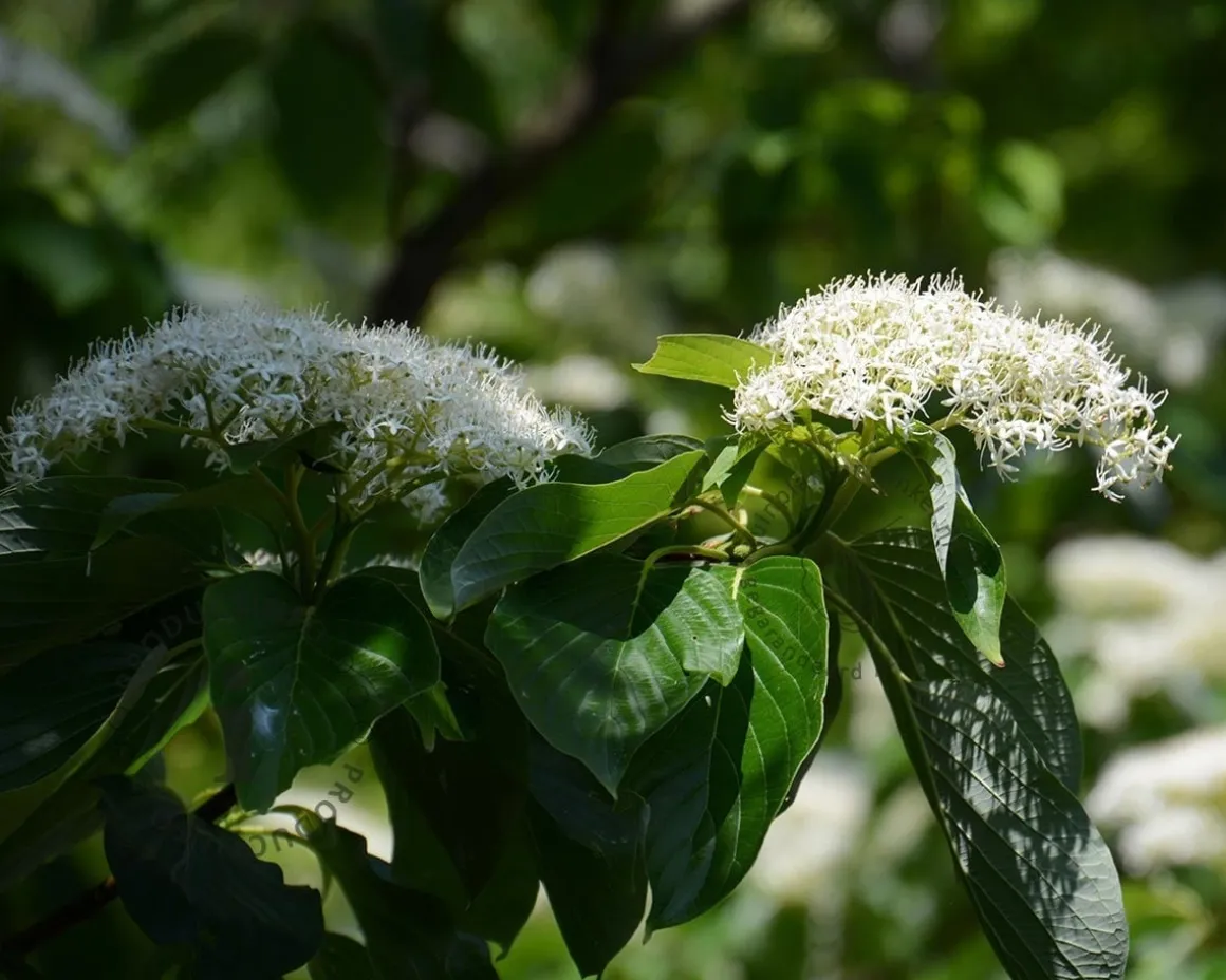 Cornus controversa - XL+