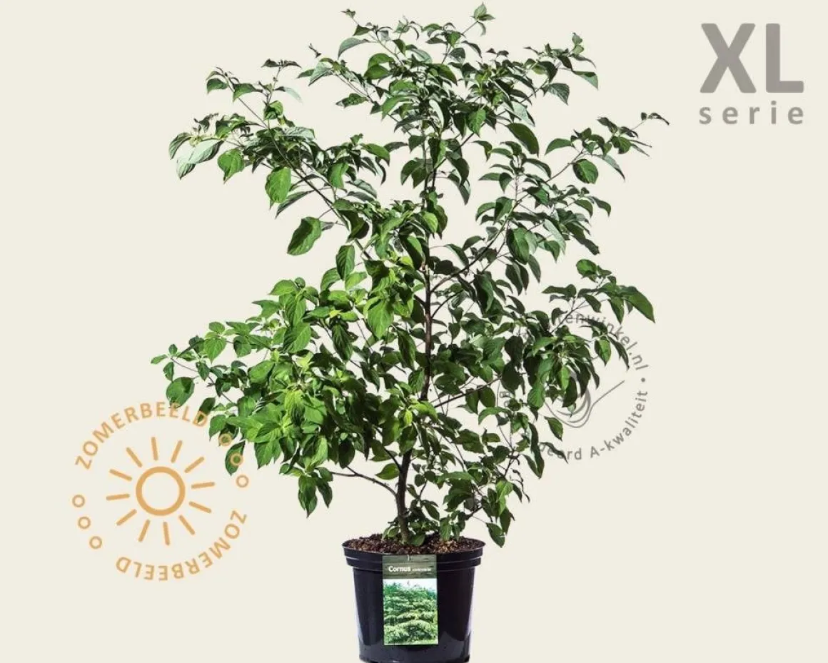 Cornus controversa - XL
