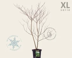 Cornus controversa - XL