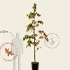 Cornus 'Eddie's White Wonder' - beveerd