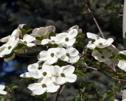 Cornus 'Eddie's White Wonder' - beveerd