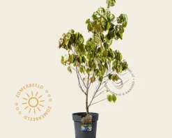Cornus florida