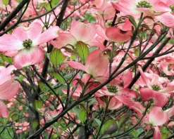 Cornus florida 'Cherokee Chief' - XL+