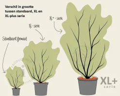 Cornus florida 'Cherokee Chief' - XL+