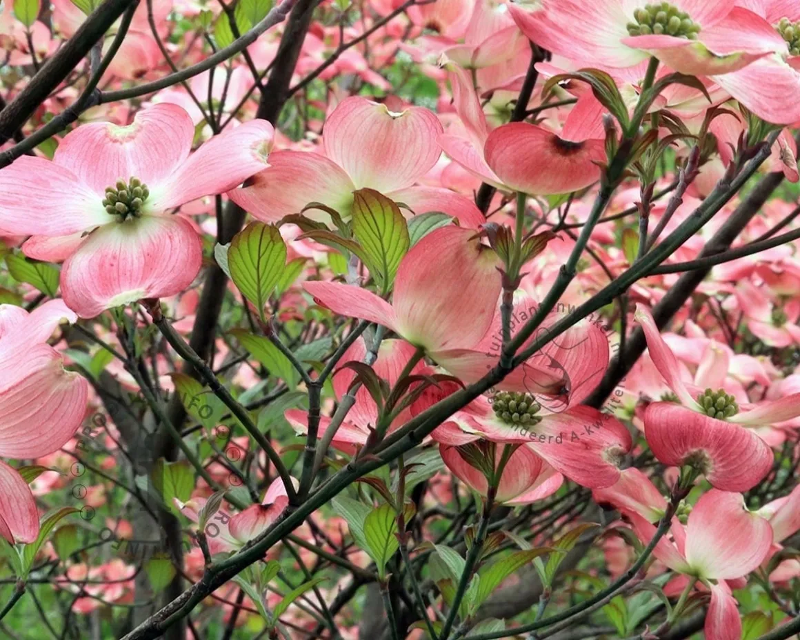Cornus florida 'Cherokee Chief' - XL
