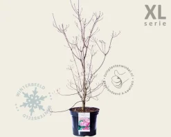 Cornus florida 'Cherokee Chief' - XL