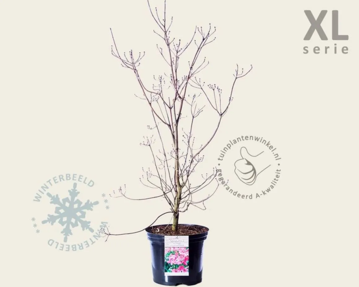 Cornus florida 'Cherokee Chief' - XL