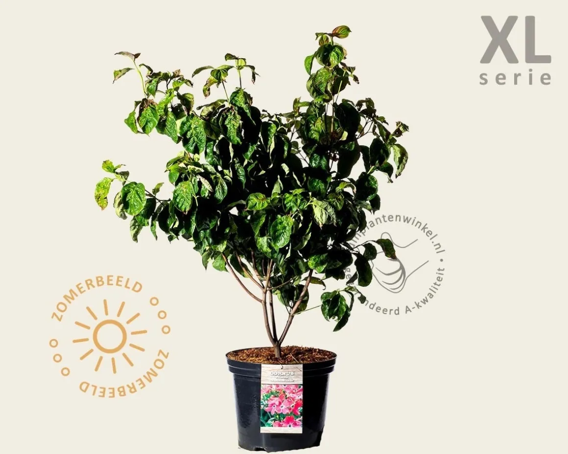Cornus florida 'Cherokee Chief' - XL