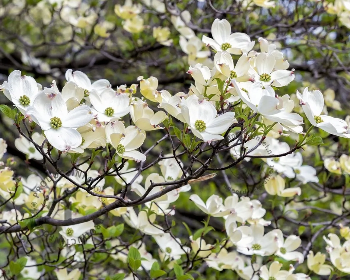 Cornus florida - XL
