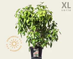 Cornus florida - XL
