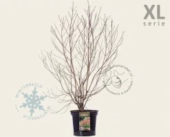 Cornus florida - XL