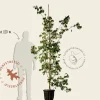 Cornus Kousa 'China Girl' - beveerd