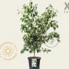 Cornus kousa 'China Girl' - XL