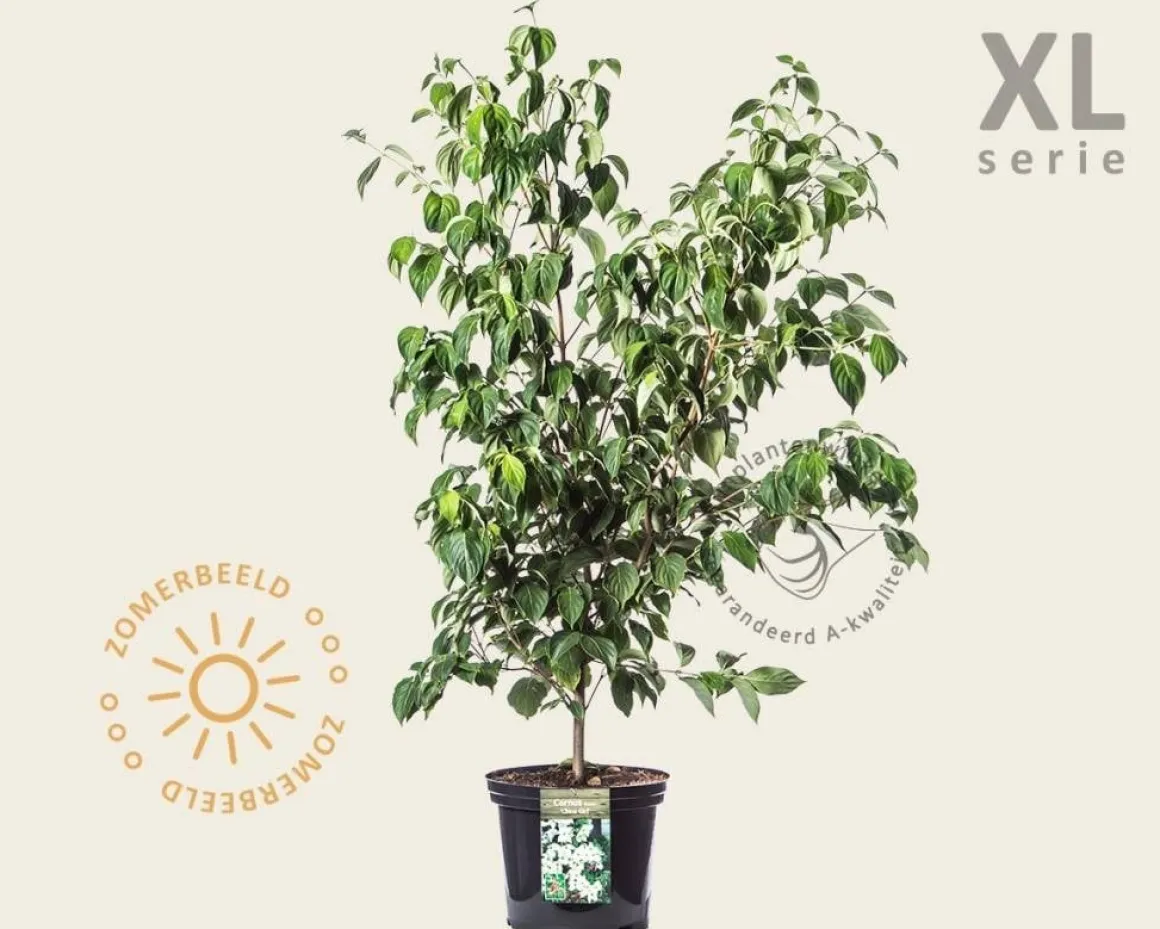 Cornus kousa 'China Girl' - XL