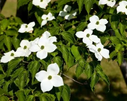 Cornus kousa 'China Girl' - XL