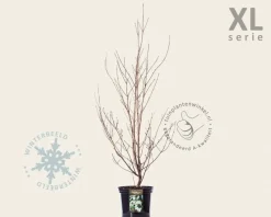 Cornus kousa 'China Girl' - XL