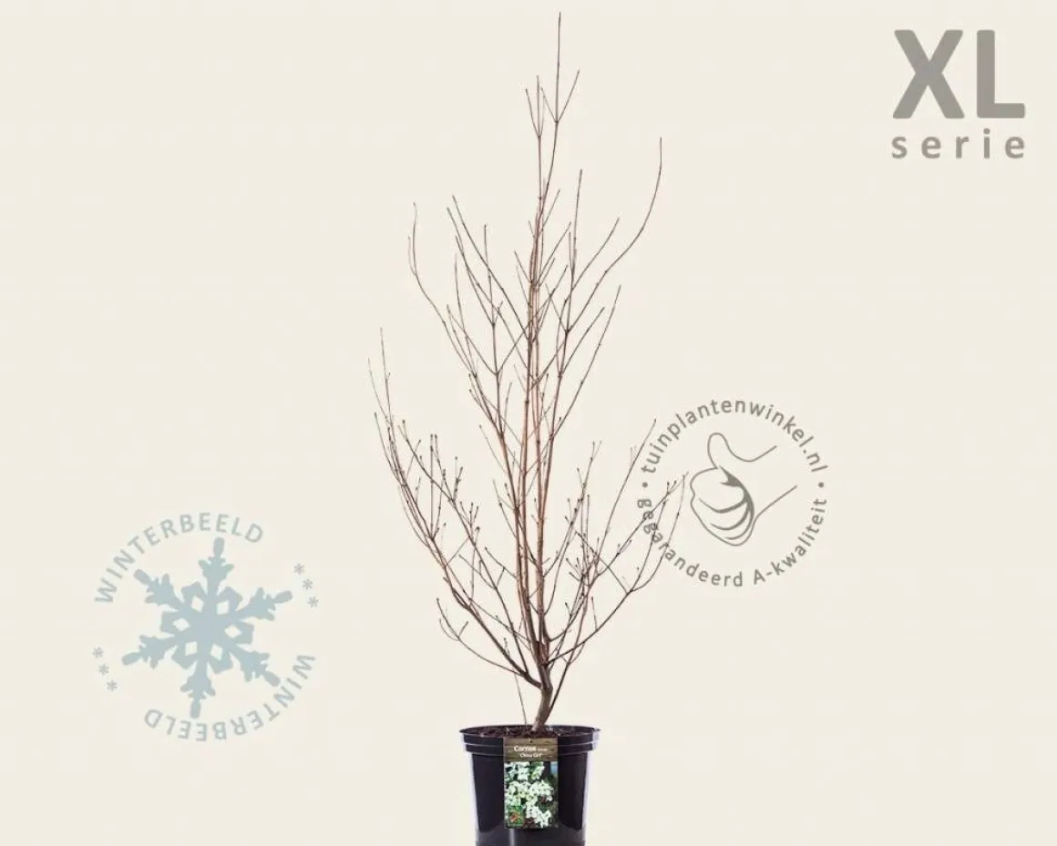 Cornus kousa 'China Girl' - XL