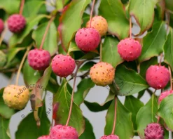 Cornus kousa 'China Girl' - XL