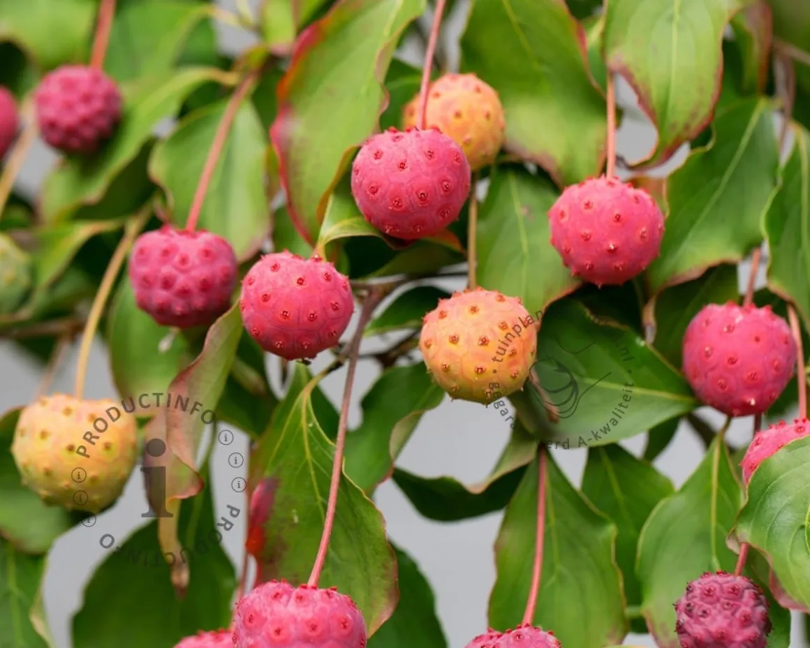 Cornus kousa 'China Girl' - XL