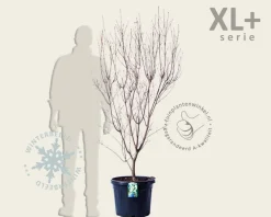Cornus kousa 'China Girl' - XL+