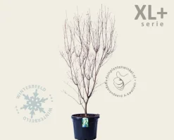 Cornus kousa 'China Girl' - XL+