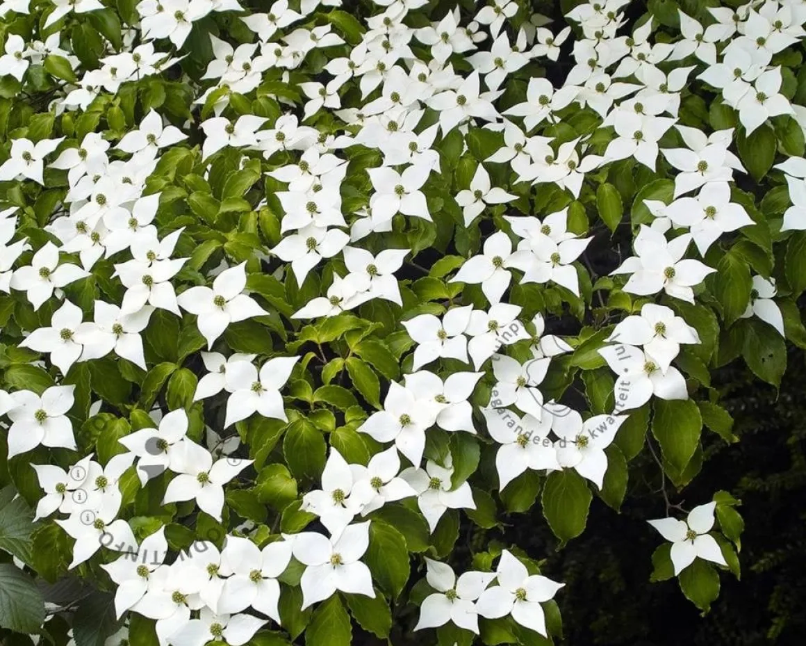 Cornus kousa chinensis