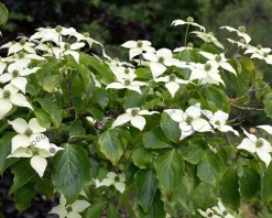 Cornus kousa chinensis - beveerd