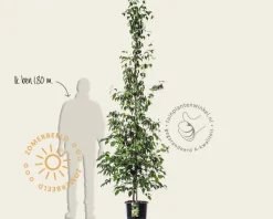 Cornus kousa chinensis - beveerd