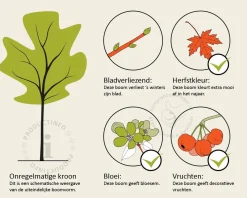 Cornus kousa chinensis - hoogstam