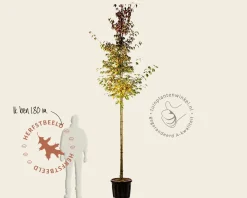 Cornus kousa chinensis - hoogstam