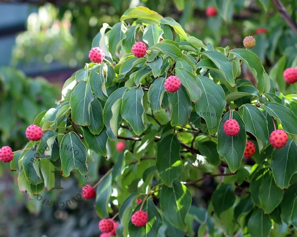 Cornus kousa chinensis - XL