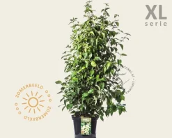 Cornus kousa chinensis - XL