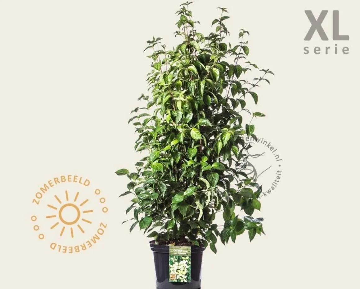 Cornus kousa chinensis - XL