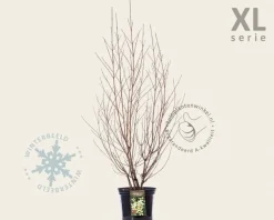 Cornus kousa chinensis - XL
