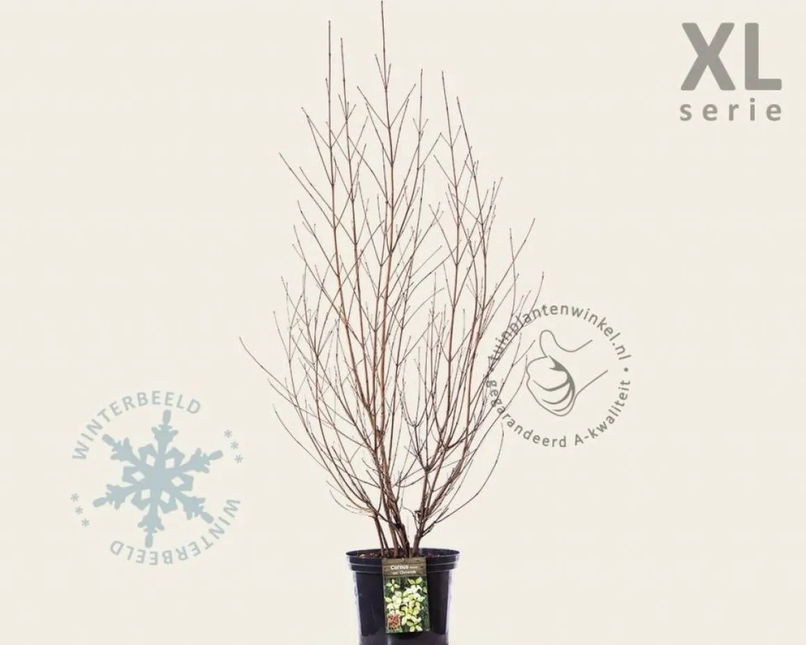Cornus kousa chinensis - XL